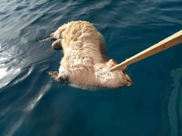 سفينة تلقي بخراف نافقة بالبحر الأحمر