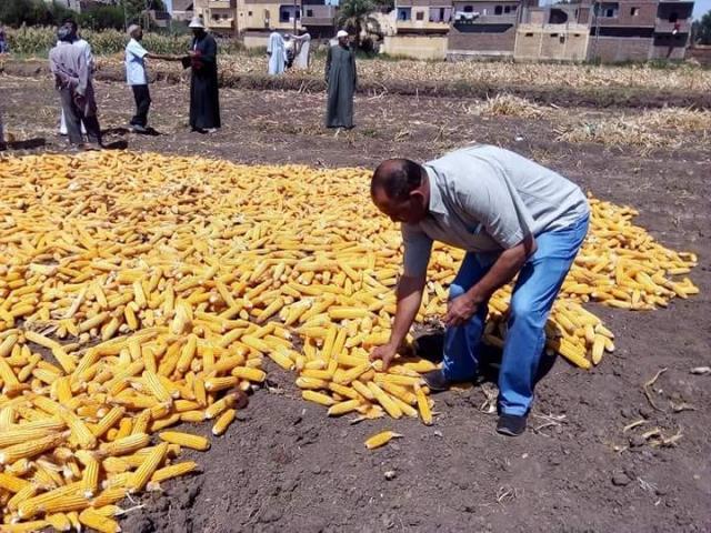 حصاد الذرة الشامية بالقرنة