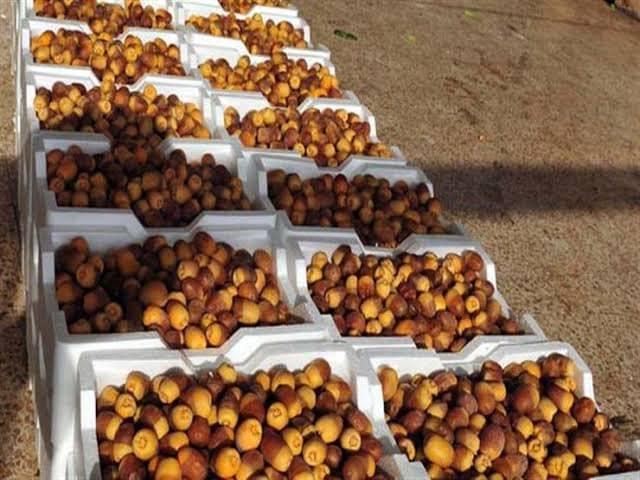 موسم حصاد التمور