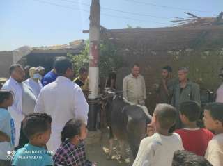 مناظرة 320 رأس ماشية فى...