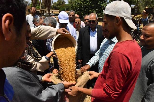 توريد القمح