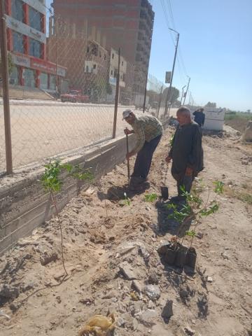 زراعة الأشجار