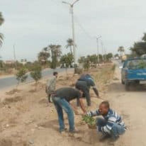زراعة الأشجار