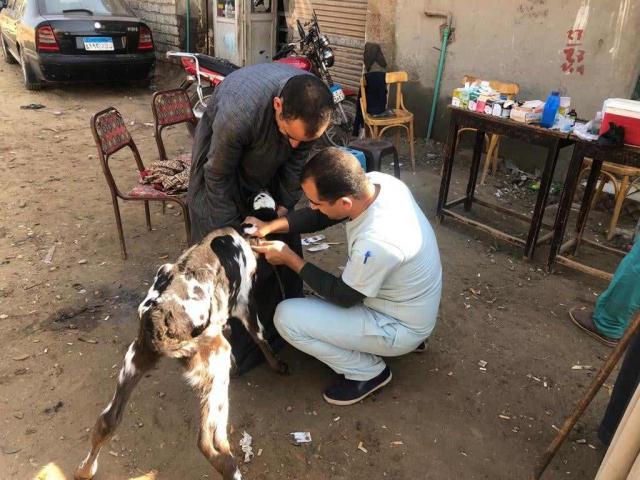 قافلة بيطرية