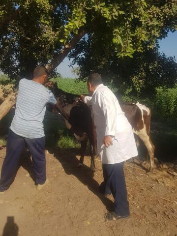 حملات بيطرية