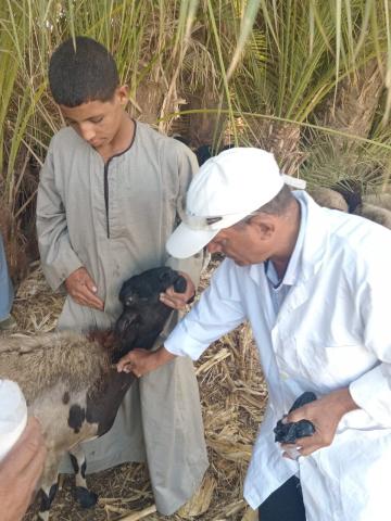 قوافل بيطرية