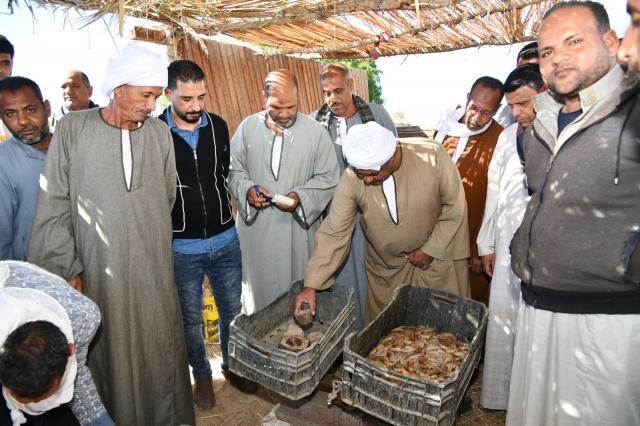 مزاد لبيع السمك والجمبري بالفيوم