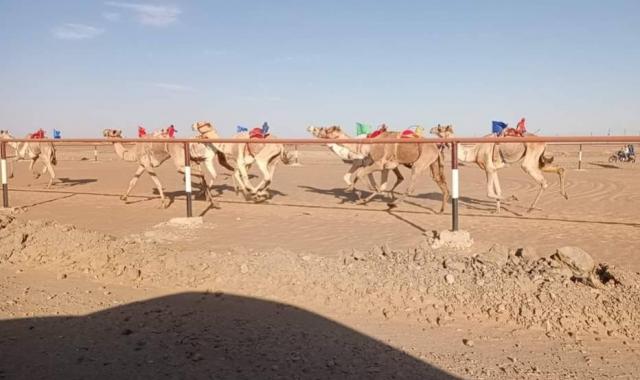 سباق الهجن