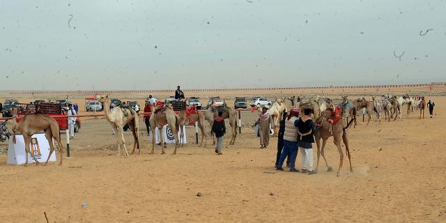 رئيس الوزراء يشهد افتتاح نادي الهجن والفروسية