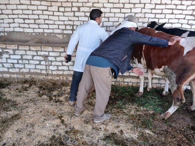 حملات بيطرية