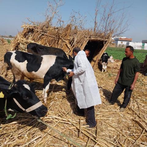 قوافل بيطرية