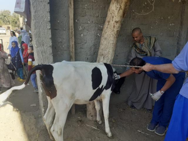 قافلة بيطرية