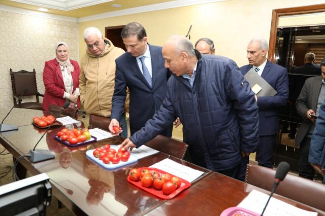 استنباط ٨ أصناف جديدة من تقاوي الطاطم