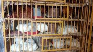 تعرف علي أسعار الدواجن اليوم...