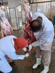 إعدام كلى لعجل بوزن 500...