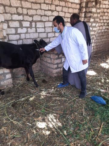 حملات بيطرية