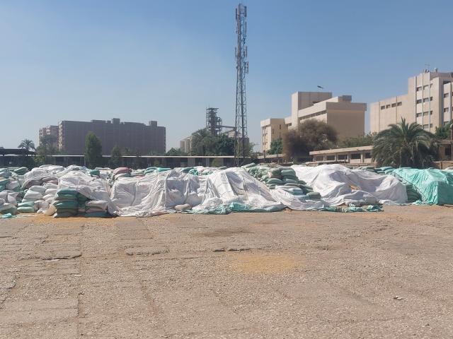 توريد القمح