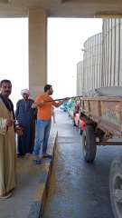 شون وصوامع المنيا تستقبل 230...