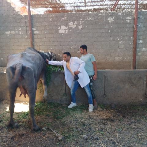 حملات بيطرية