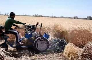 توريد 189 ألف طن قمح...