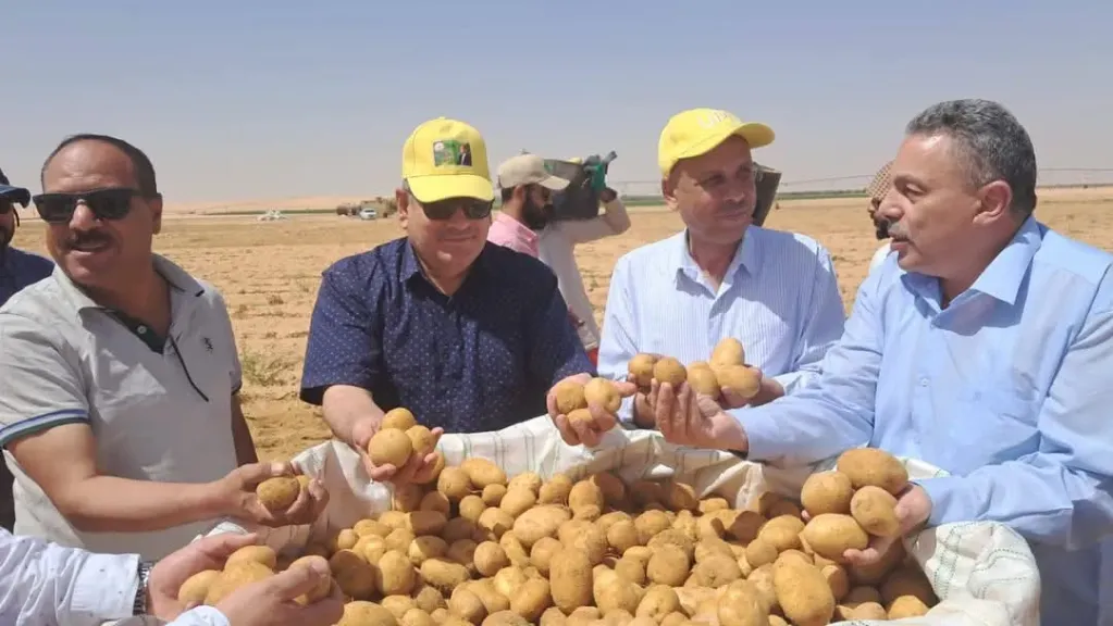 نجاح تجربة انتاج تقاوي البطاطس