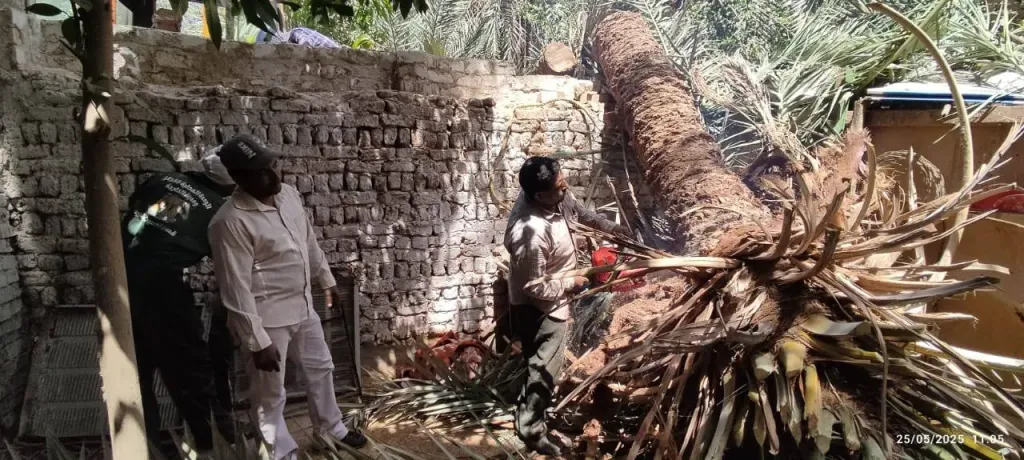 إزالة النخلة