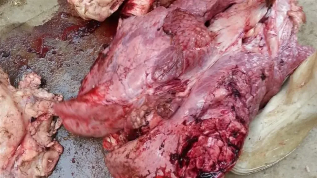 المضبوطات