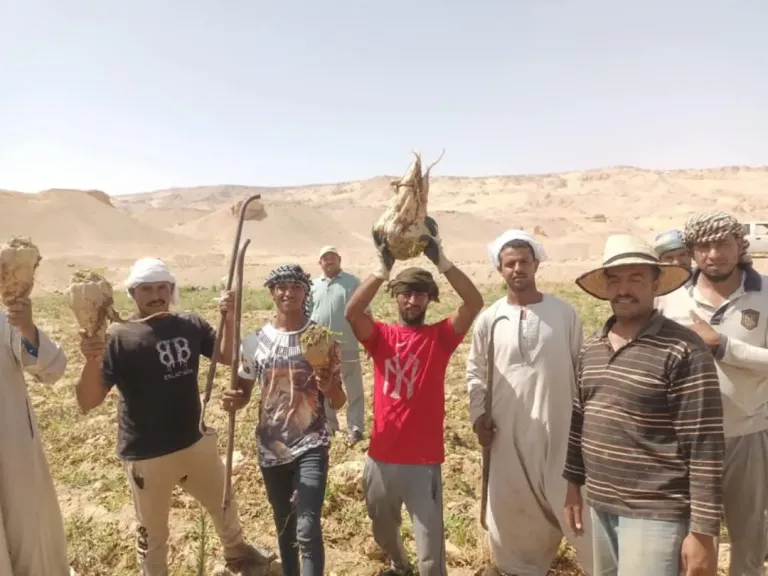 حصاد بنجر السكر