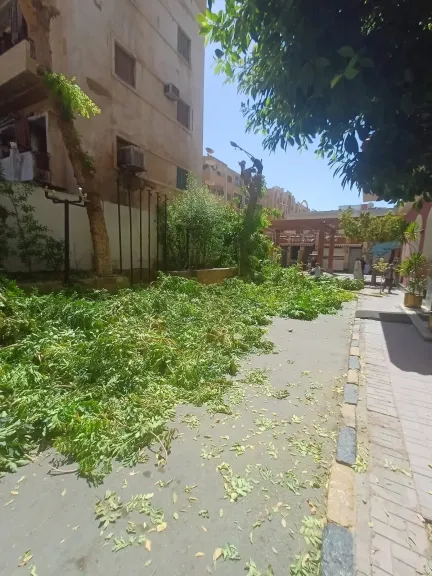 قطع الأشجار