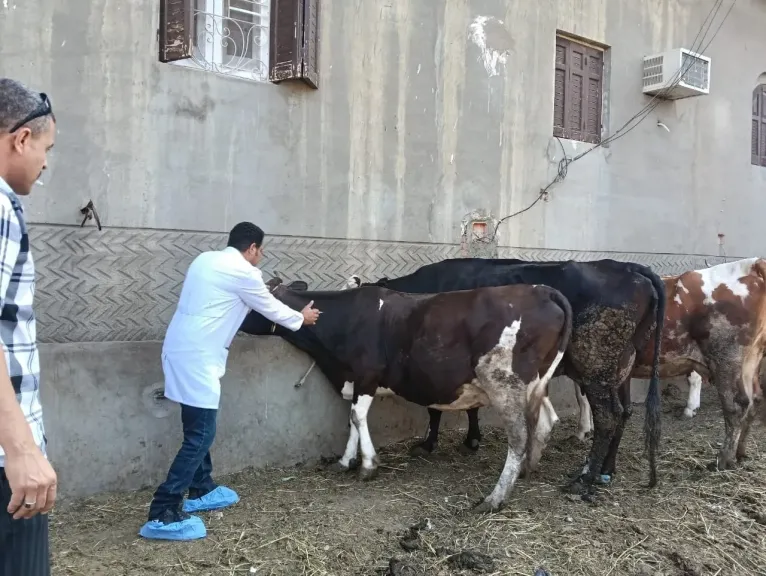 حملات بيطرية