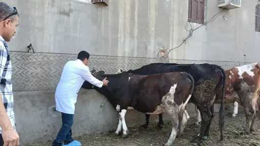 منوعات