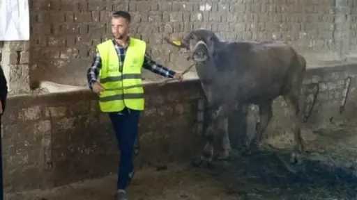 تسليم 9410 رؤوس جاموس للأسر...