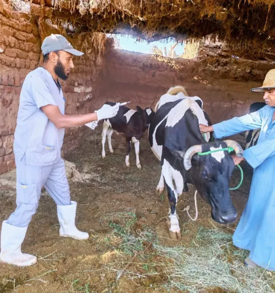 حملات بيطرية