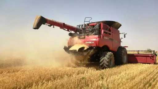 موسم حصاد متميز لمحصول القمح...