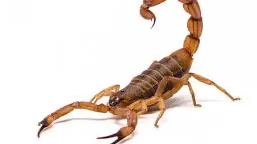 بالأسماء.. إصابة طفلين بـ لدغات...