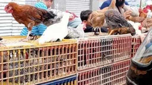 ننشر أسعار الدواجن والبيض بالوادي...