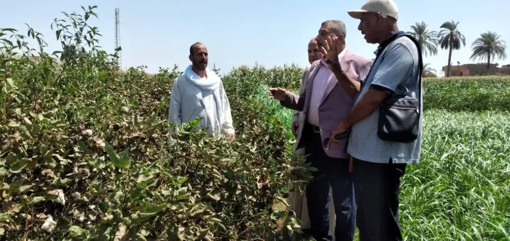 موسم جني القطن بأسيوط