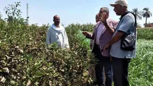 محافظ أسيوط يتابع موسم جني...
