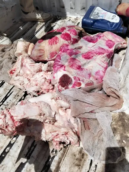 المضبوطات