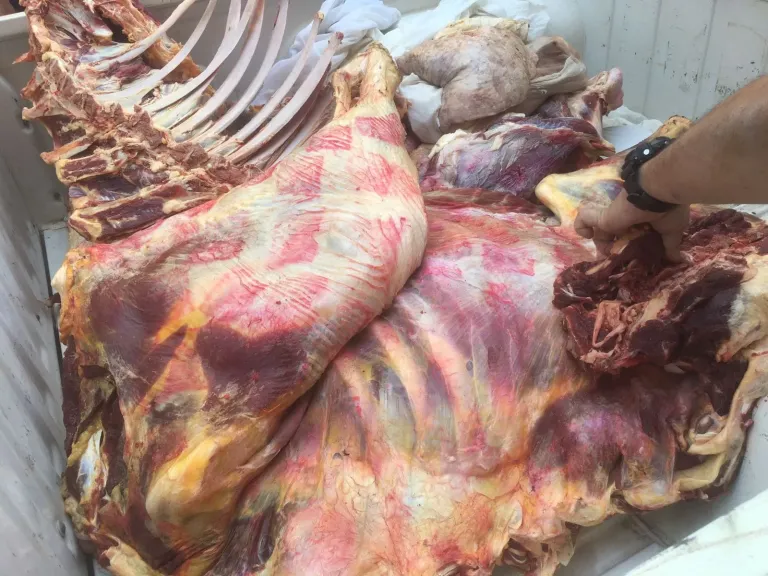 المضبوطات