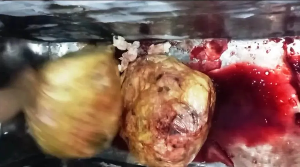 المضبوطات