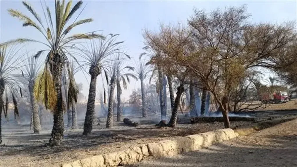 حريق في مزرعةة نخيل