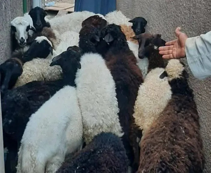 توزيع الأغنام