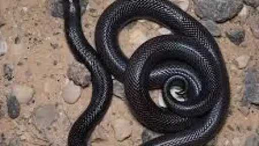 ” ثعبان ” يلدغ طالب...