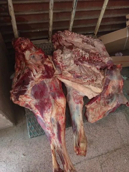 المضبوطات