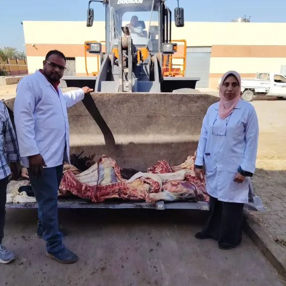”بيطرى الأقصر” يعدم عجلا بمجزر الحبيل