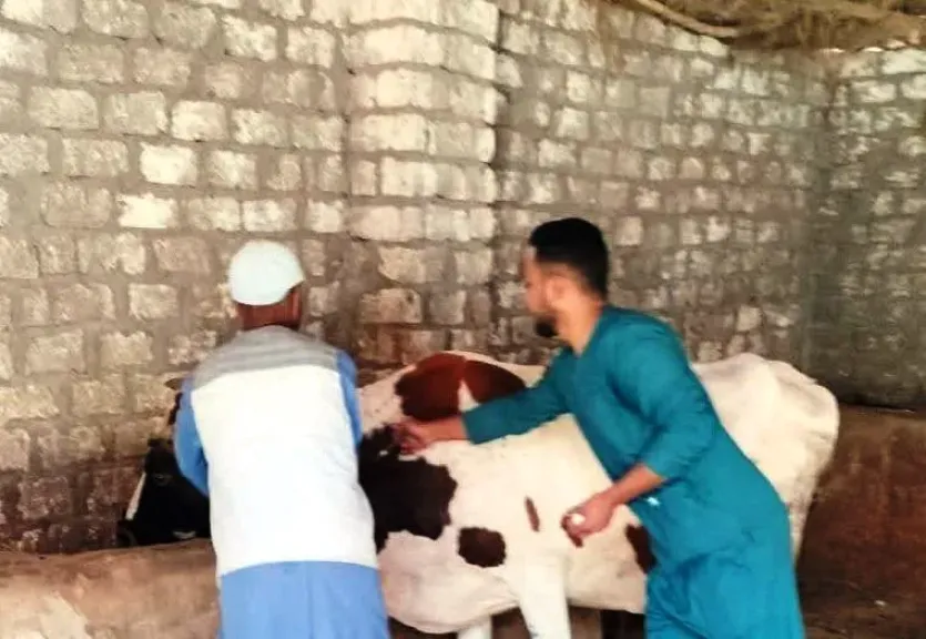 حملات بيطرية