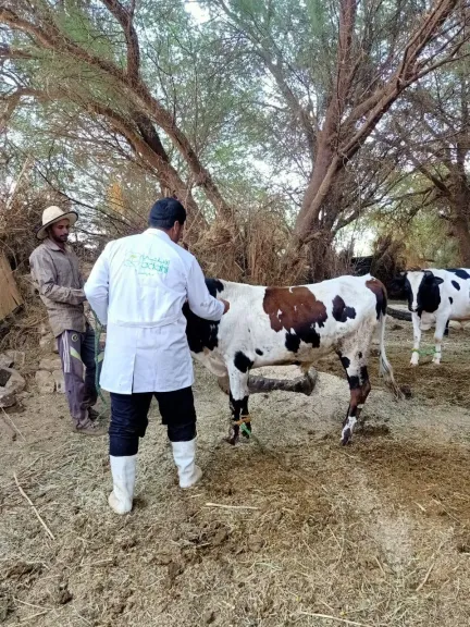 حملات بيطرية