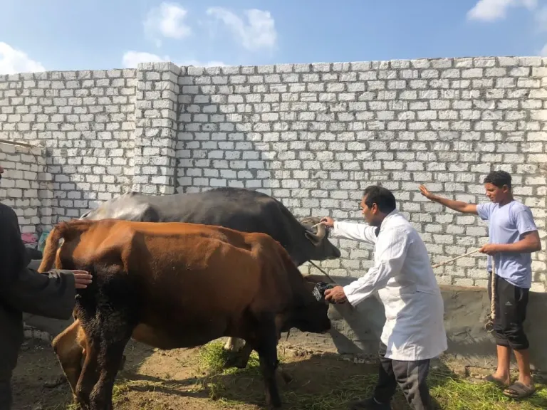 حملات بيطرية