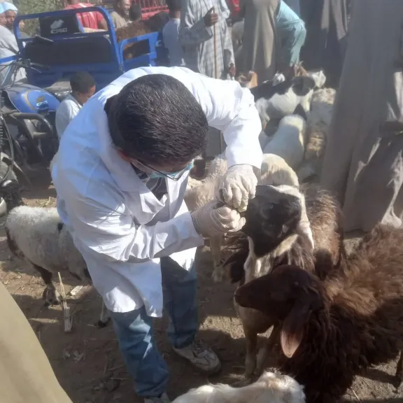 حملات بيطرية